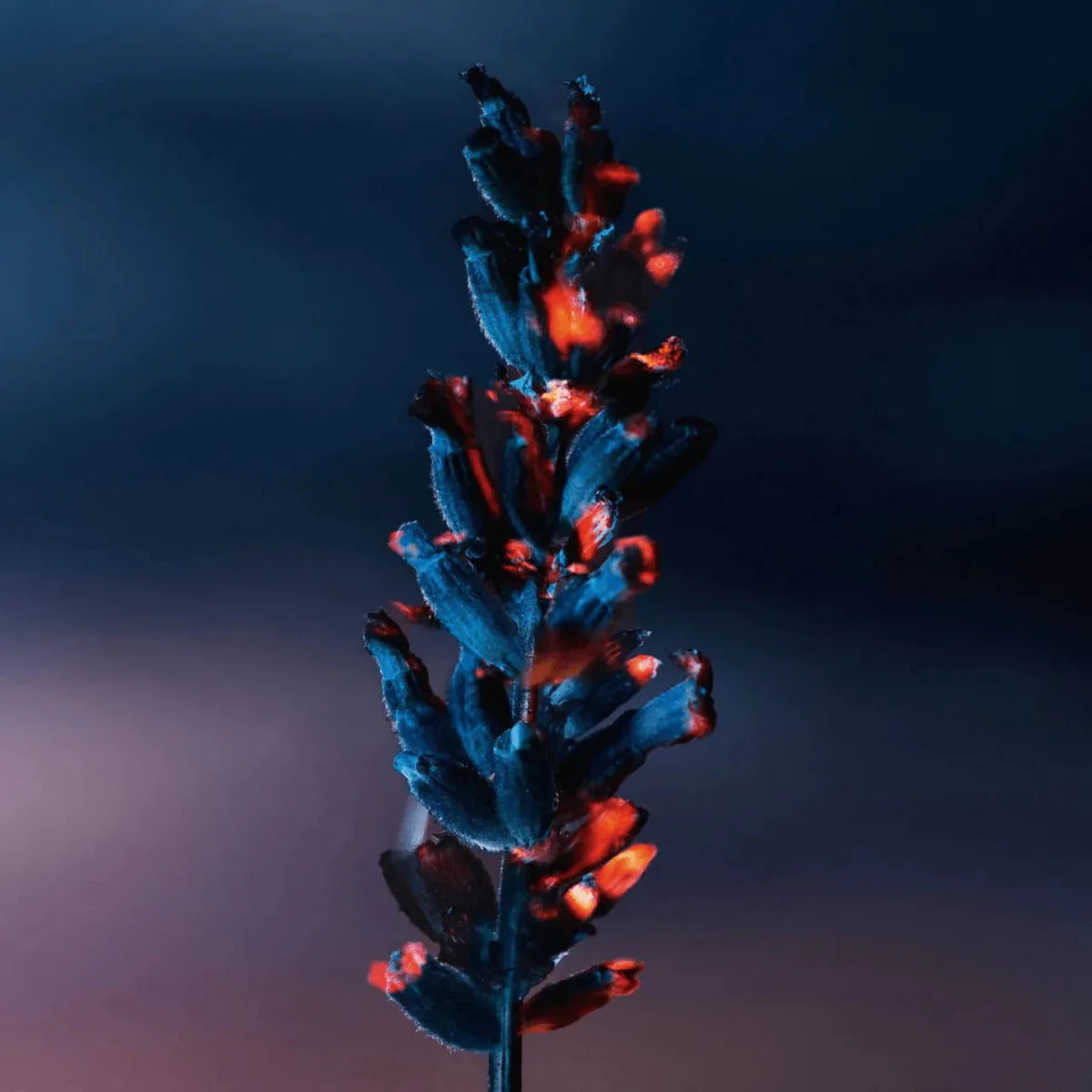 Christian Dior Sauvage Elixir Fragrance 3.4 oz 3348901640916